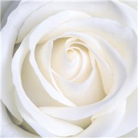 Бутон белой розы - Фотообои цветы|розы