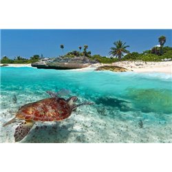 Черепаха - Фотообои Море|пляж - Модульная картины, Репродукции, Декоративные панно, Декор стен
