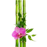 Портреты картины репродукции на заказ - Бамбук и орхидея - Фотообои цветы|орхидеи