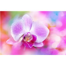Картина на холсте по фото Модульные картины Печать портретов на холсте Цветочек орхидеи - Фотообои цветы|орхидеи