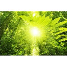 Картина на холсте по фото Модульные картины Печать портретов на холсте Солнце в джунглях - Фотообои природа|деревья и травы
