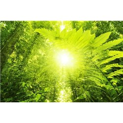 Солнце в джунглях - Фотообои природа|деревья и травы - Модульная картины, Репродукции, Декоративные панно, Декор стен
