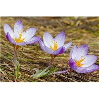 Три крокуса - Фотообои цветы|подснежники и крокусы