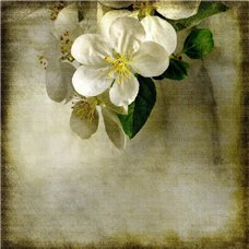 Картина на холсте по фото Модульные картины Печать портретов на холсте Белые цветы яблони - Фотообои винтаж