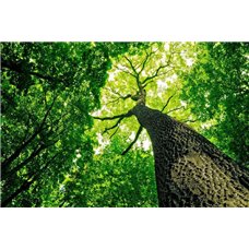 Картина на холсте по фото Модульные картины Печать портретов на холсте Крона - Фотообои природа|деревья и травы