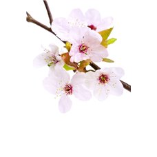 Картина на холсте по фото Модульные картины Печать портретов на холсте Соцветие из цветов - Фотообои цветы|цветущие деревья