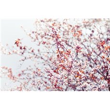 Картина на холсте по фото Модульные картины Печать портретов на холсте Цветущее дерево - Фотообои цветы|цветущие деревья