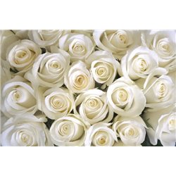 Букет белых роз - Фотообои цветы|розы - Модульная картины, Репродукции, Декоративные панно, Декор стен
