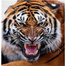 Картина на холсте по фото Модульные картины Печать портретов на холсте Оскал тигра - Фотообои Животные|тигры