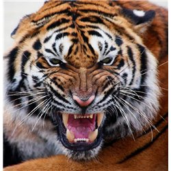 Оскал тигра - Фотообои Животные|тигры - Модульная картины, Репродукции, Декоративные панно, Декор стен