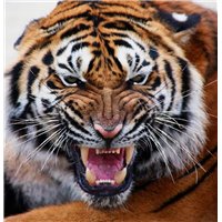 Портреты картины репродукции на заказ - Оскал тигра - Фотообои Животные|тигры
