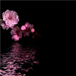 Ночное отражение - Фотообои цветы|цветущие деревья - Модульная картины, Репродукции, Декоративные панно, Декор стен