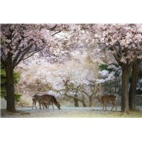 Портреты картины репродукции на заказ - Олени в цветущих деревьях - Фотообои Животные