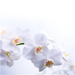 Роса на орхидее - Фотообои цветы|цветущие деревья - Модульная картины, Репродукции, Декоративные панно, Декор стен