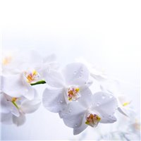 Роса на орхидее - Фотообои цветы|цветущие деревья
