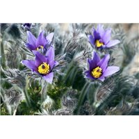 Фиолетовые цветы - Фотообои цветы|другие