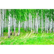 Картина на холсте по фото Модульные картины Печать портретов на холсте Березы - Фотообои природа|деревья и травы