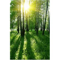 Солнечные лучи - Фотообои природа|деревья и травы