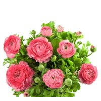Букет розовых пионов - Фотообои цветы|пионы