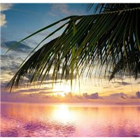 Пальма на фоне рассвета - Фотообои Закаты и рассветы