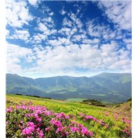 Полевые цветы и горы - Фотообои горы