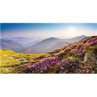 Полевые цветы на холмах - Фотообои горы