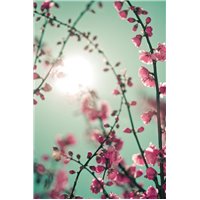 Портреты картины репродукции на заказ - Цветущее дерево - Фотообои цветы|цветущие деревья