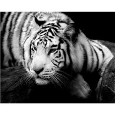 Картина на холсте по фото Модульные картины Печать портретов на холсте Белый тигр - Фотообои Животные|тигры