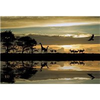 Дикие животные - Фотообои Животные|жирафы