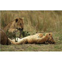 Играющиеся львята - Фотообои Животные|львы