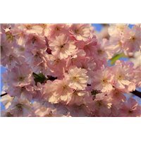Портреты картины репродукции на заказ - Цветение - Фотообои цветы|цветущие деревья
