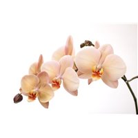 Портреты картины репродукции на заказ - Белая орхидея - Фотообои цветы|орхидеи