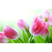Букет тюльпанов - Фотообои цветы|тюльпаны