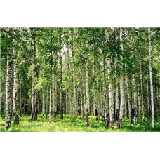 Картина на холсте по фото Модульные картины Печать портретов на холсте Лес берез - Фотообои природа|деревья и травы