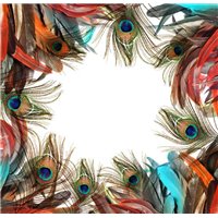 Перья павлина - Фотообои гламур