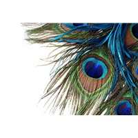 Павлиньи перья - Фотообои гламур