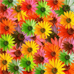 Яркие цветы - Фотообои Яркие краски - Модульная картины, Репродукции, Декоративные панно, Декор стен