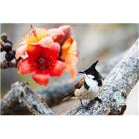 Птица и цветок - Фотообои цветы|другие