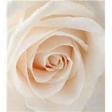 Картина на холсте по фото Модульные картины Печать портретов на холсте Персиковая роза - Фотообои цветы|розы