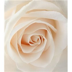 Персиковая роза - Фотообои цветы|розы - Модульная картины, Репродукции, Декоративные панно, Декор стен