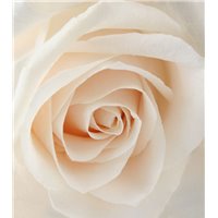 Портреты картины репродукции на заказ - Персиковая роза - Фотообои цветы|розы