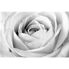 Картина на холсте по фото Модульные картины Печать портретов на холсте Бутон большой розы - Черно-белые фотообои