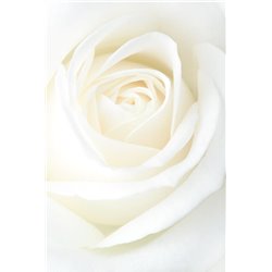 Белый бутон - Фотообои цветы|розы - Модульная картины, Репродукции, Декоративные панно, Декор стен