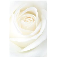 Портреты картины репродукции на заказ - Белый бутон - Фотообои цветы|розы