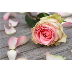 Цветок розы - Фотообои цветы|розы - Модульная картины, Репродукции, Декоративные панно, Декор стен
