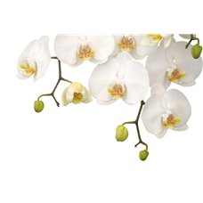 Картина на холсте по фото Модульные картины Печать портретов на холсте Орхидеи на белом фоне - Фотообои цветы|орхидеи