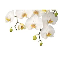 Портреты картины репродукции на заказ - Орхидеи на белом фоне - Фотообои цветы|орхидеи