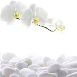 Снежнобелые орхидеи - Фотообои цветы|орхидеи - Модульная картины, Репродукции, Декоративные панно, Декор стен