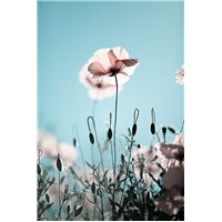 Восточный мак - Фотообои цветы|маки