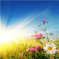 Солнце в цветах - Фотообои цветы